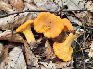 Cantharellus cibarius