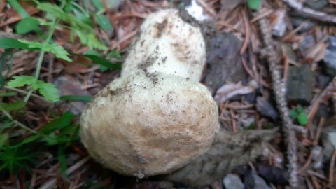 Gyroporus cyanescens