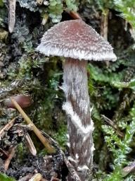 Cortinarius flexipes