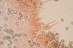 Deconica crobula