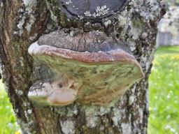 Phellinus pomaceus