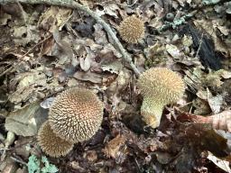 Lycoperdon echinatum