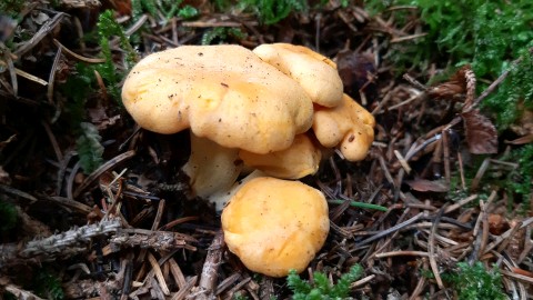 Cantharellus cibarius