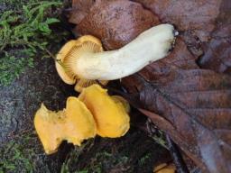 Cantharellus cibarius