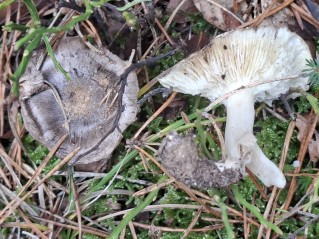 Tricholoma portentosum