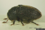 Hylesinus oleiperda
