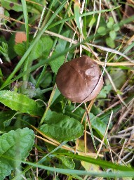 Chroogomphus rutilus