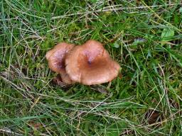 Lactarius hysginus