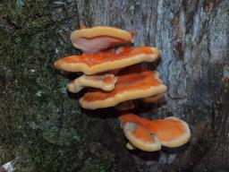 Laetiporus sulphureus