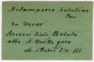Melampsoridium betulinum