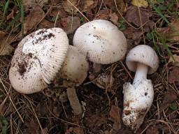 Amanita vaginata