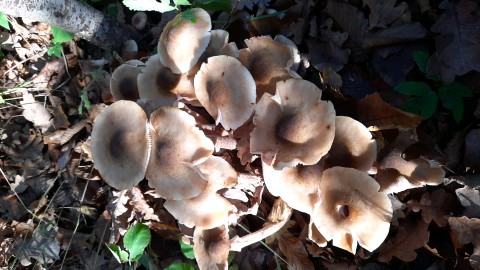 Armillaria mellea