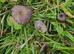 Entoloma serrulatum