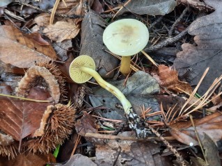 Tricholoma sulphureum