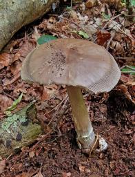 Amanita umbrinolutea