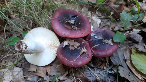 Russula