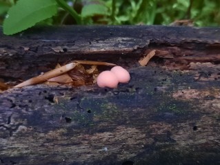 Lycogala epidendrum