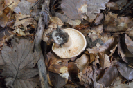 Lactarius pallidus