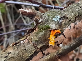 Tremella mesenterica