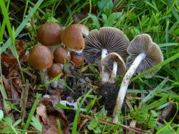 Psathyrella niveobadia