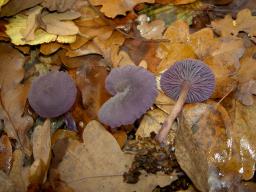 Laccaria amethystina