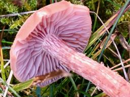 Laccaria bicolor