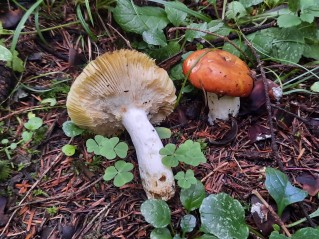 Russula aurea
