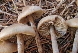 Lyophyllum fibrosipes