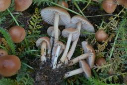 Marasmius oreades