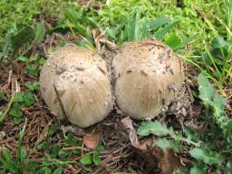 Coprinopsis romagnesiana