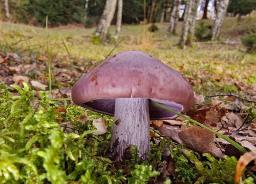 Collybia nuda