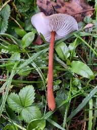 Xerula pudens
