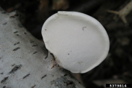 Fomitopsis betulina