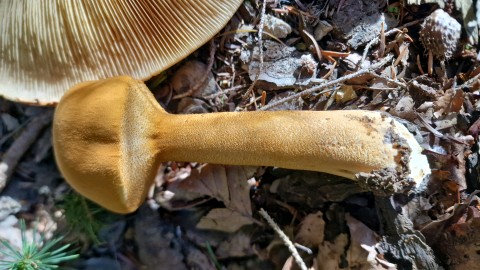 Phaeolepiota aurea