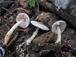 Agaricus semotus