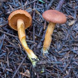 Chalciporus piperatus