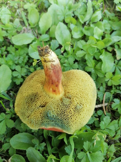 Xerocomellus chrysenteron