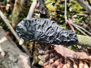 Exidia nigricans