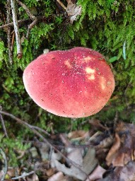 Russula nobilis