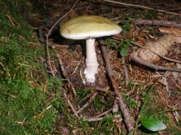 Amanita phalloides