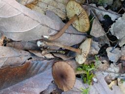 Callistosporium luteo-olivaceum