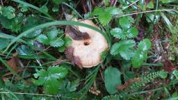 Lactarius deterrimus