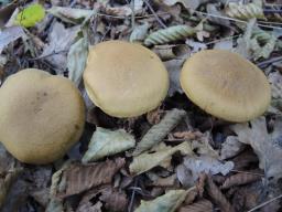 Cortinarius cotoneus