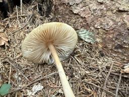 Hymenopellis radicata