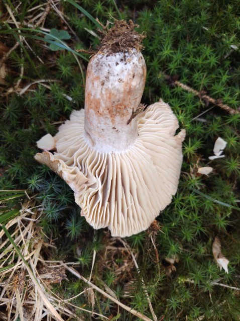 Russula nigricans