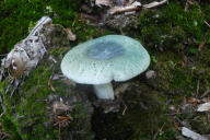 Russula aeruginea