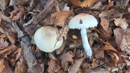 Lepiota ignivolvata