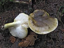 Tricholoma sejunctum