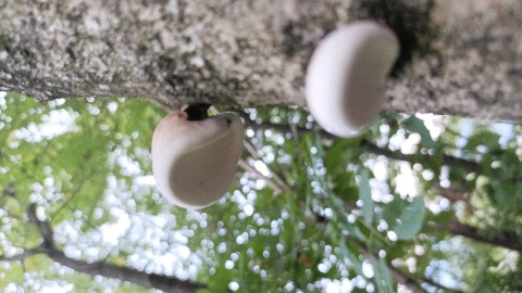 Fomitopsis betulina