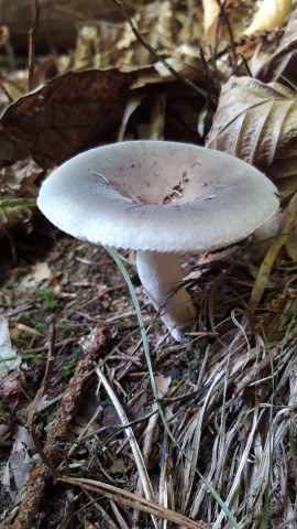 Russula heterophylla